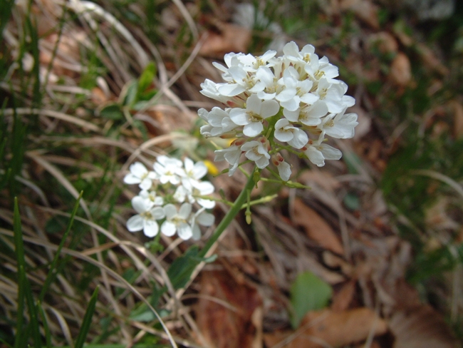 da determinare 2 - Thlaspi sp.